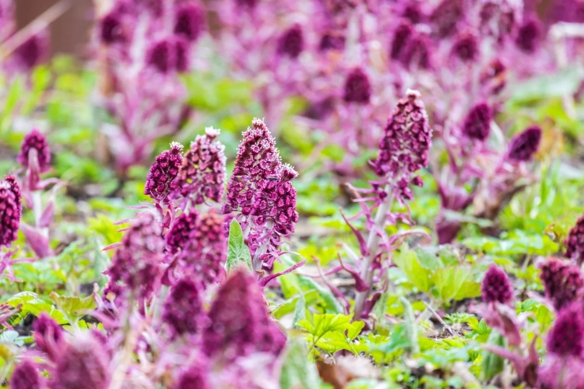 Captalanul (Petasites hybridus): ce este, utilizari si contraindicatii