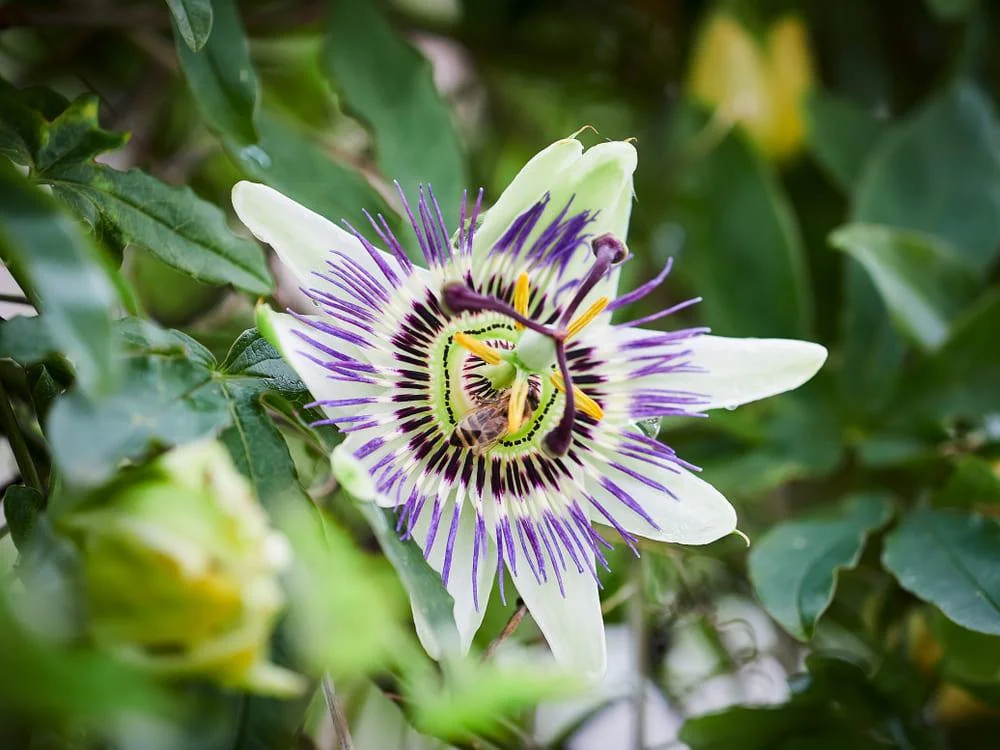 Floarea pasiunii (passiflora): beneficii, proprietati, contraindicatii