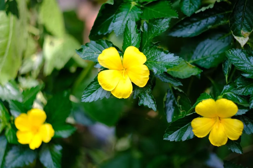 Damiana: beneficii, proprietati, utilizari