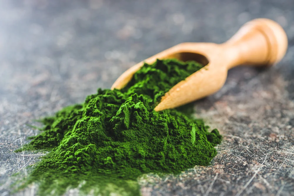 Chlorella macinata Chlorella macinata