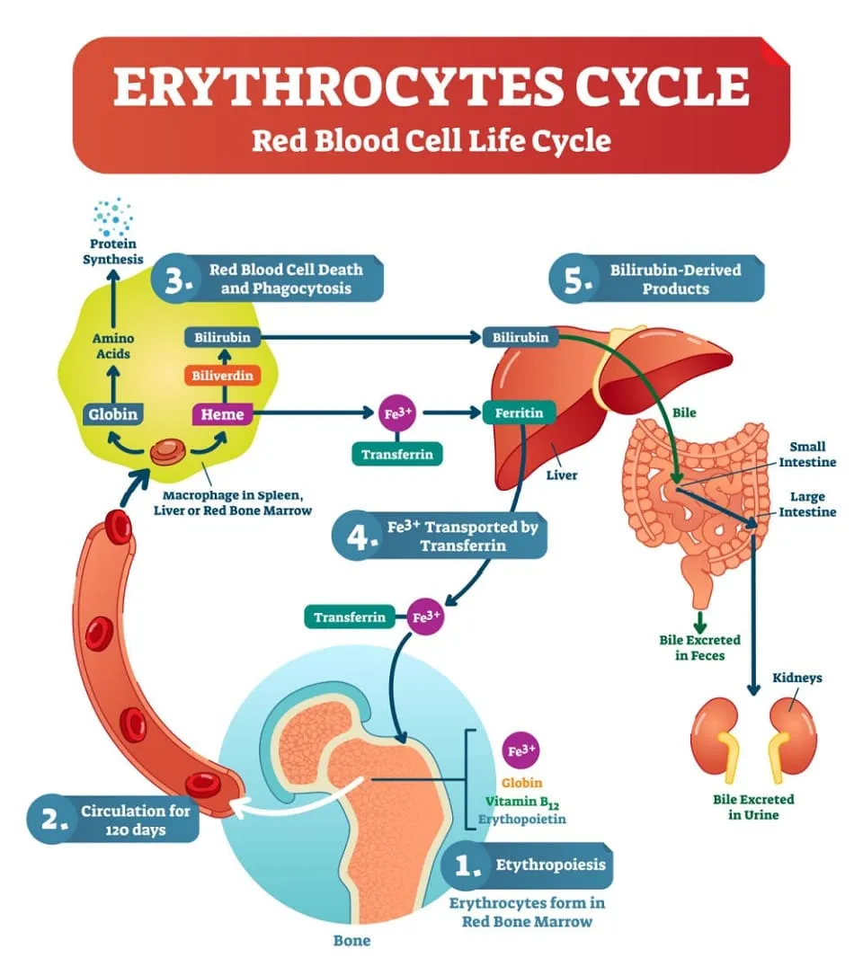 Erythrocytes cycle