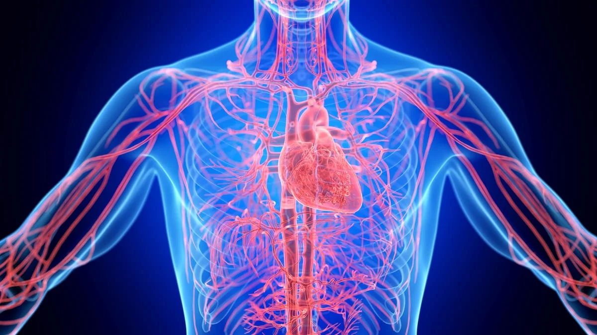 Sistem circulator: functii, rol, afectiuni asociate