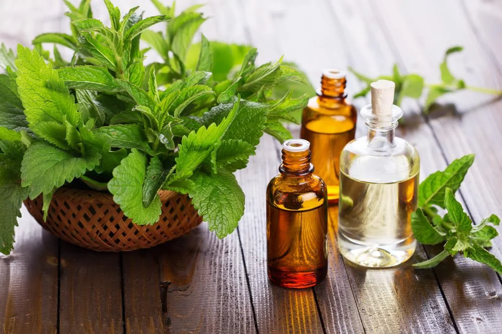 Ulei de menta: beneficii, proprietati, utilizari