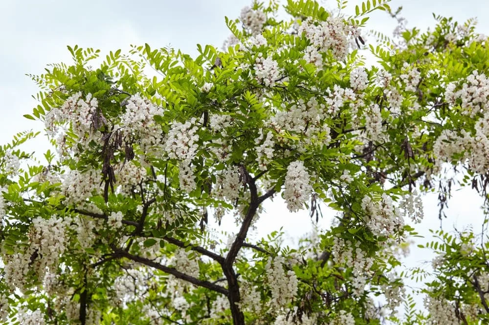 Florile de salcam - beneficii, proprietati si contraindicatii