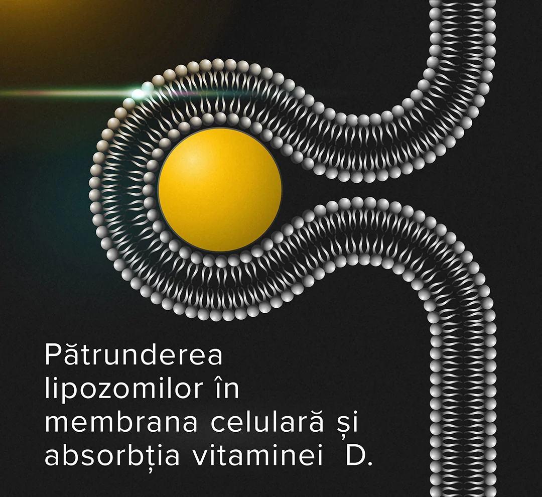 Proprietati LifeCode developed by Dr. Max® Liposomal Vitamin D Proprietati LifeCode developed by Dr. Max® Liposomal Vitamin D