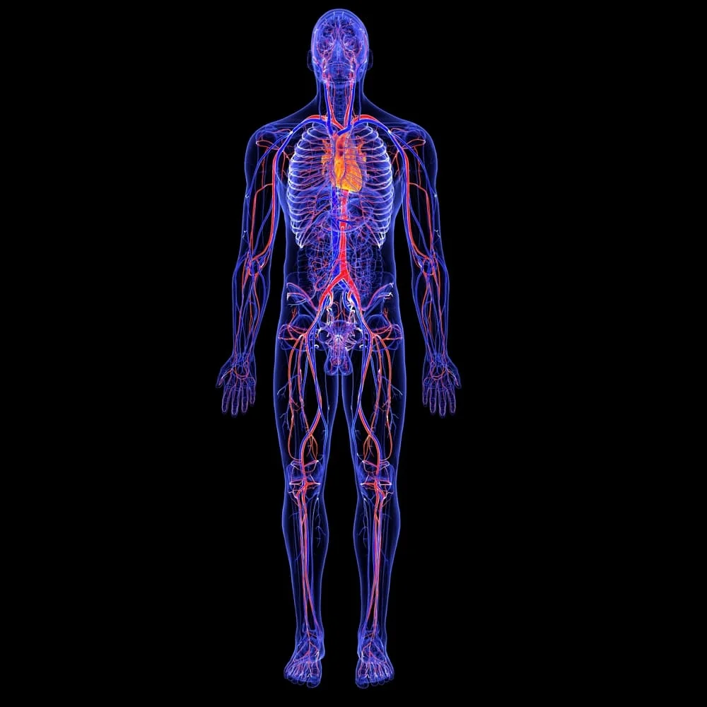 Aorta: functii, rol, afectiuni asociate
