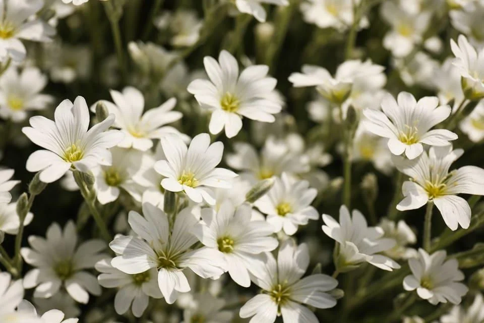Meadowfoam extract: Proprietati, beneficii si utilizare