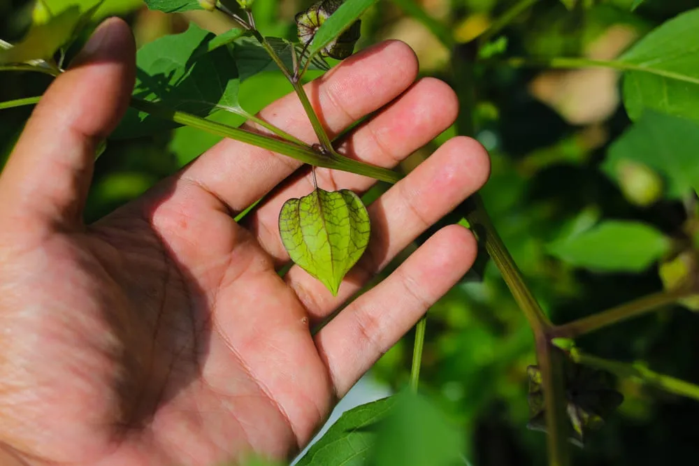 Physalis si beneficiile sale pentru sanatate