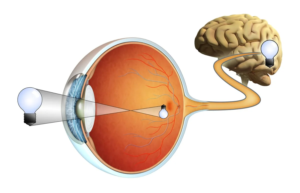 Retina: functii, rol, afectiuni asociate