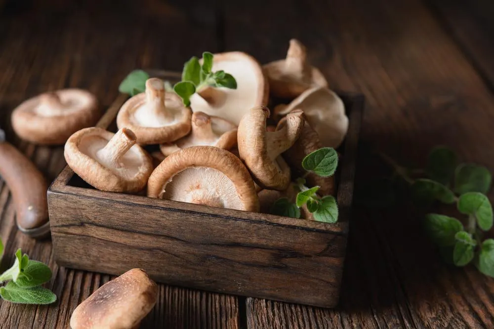 Ciuperci shiitake: beneficii, proprietati, contraindicatii