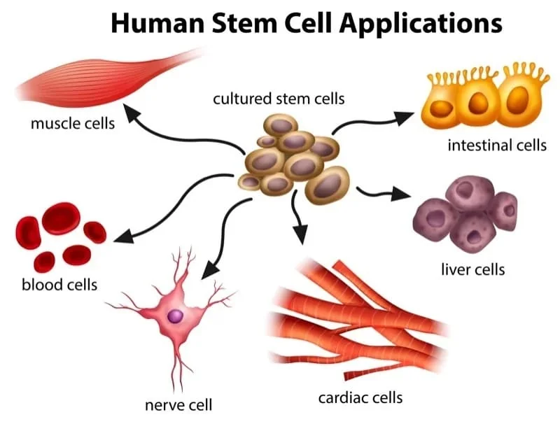 Human Stem Cell Applications Human Stem Cell Applications