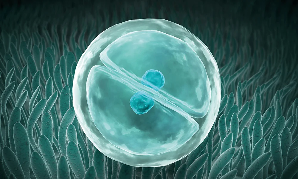 Acid folic si folati – diviziunea celulara, imunitate, formarea sangelui Acid folic si folati – diviziunea celulara, imunitate, formarea sangelui