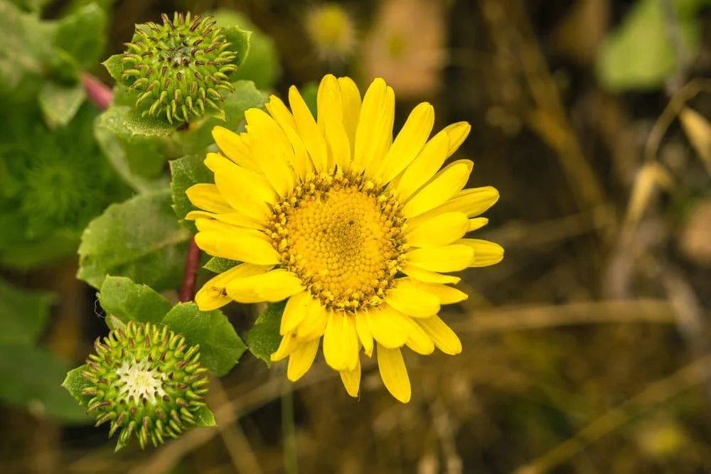 Grindelia (Grindelia robusta): beneficii, proprietati, contraindicatii