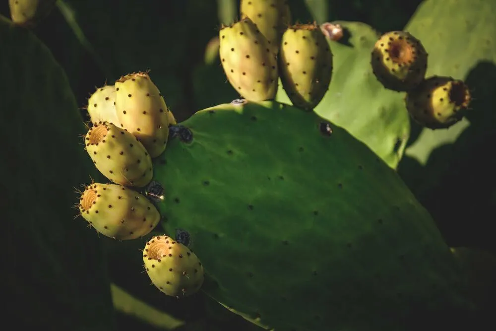 Beneficiile consumului de fruct de cactus