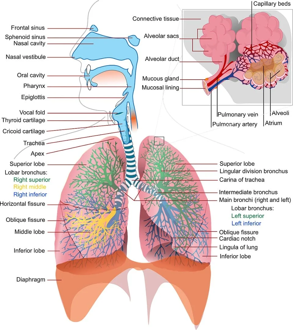schita sistem respirator schita sistem respirator