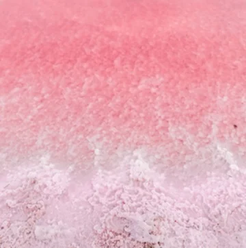 EXTRACT DE MICROALGE DUNALIELLA SALINA Ā EXTRACT DE MICROALGE DUNALIELLA SALINA Ā