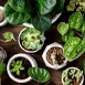 Plante