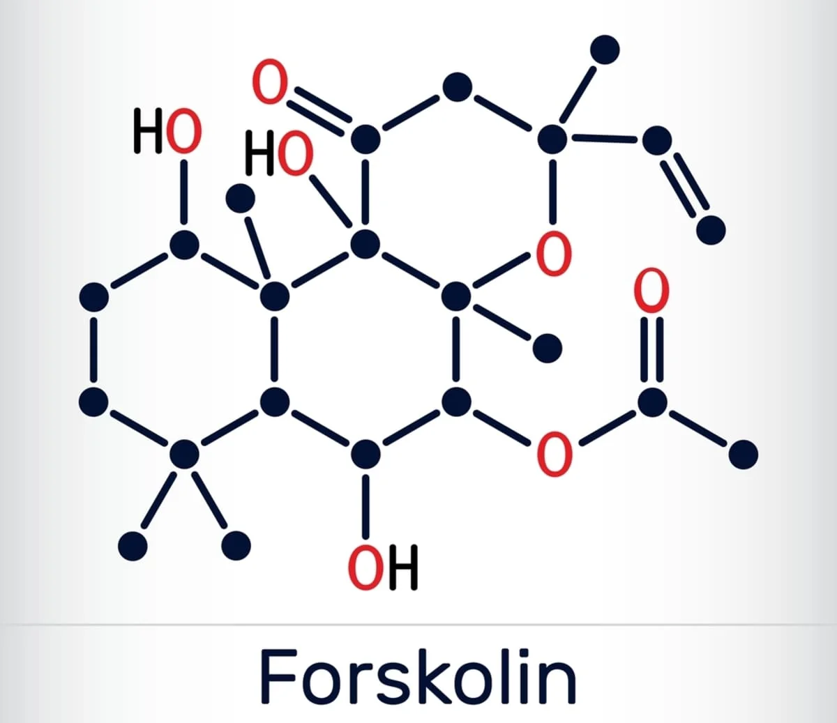 Forskolin: Ce este, ce beneficii are si cum se utilizeaza?