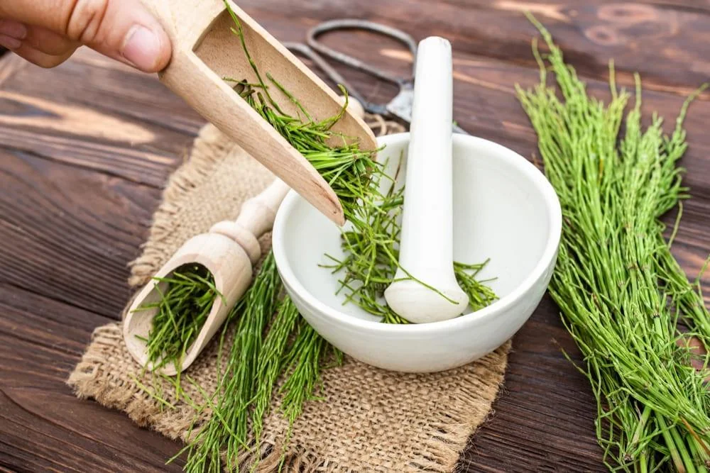 Coada calului: ce proprietati medicinale are aceasta planta | Dr. Max  Farmacia
