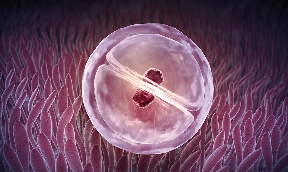 Acidul folic si folatii Acidul folic si folatii