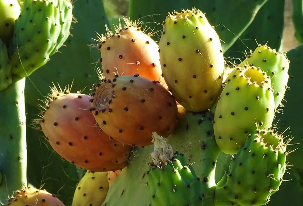 Fruct de cactus: beneficii, proprietati, contraindicatii