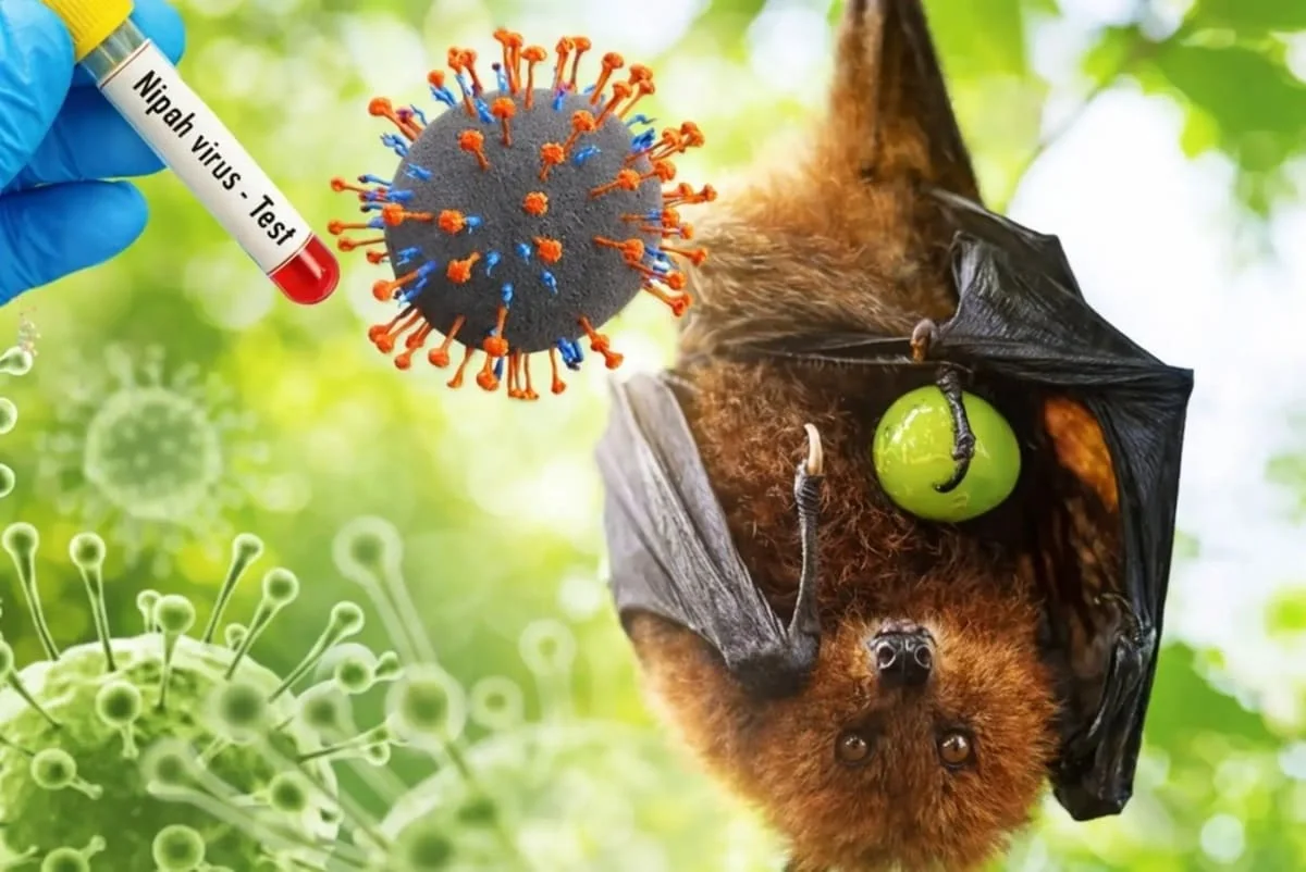 Virusul Nipah: cum se transmite, simptome si metode de preventie