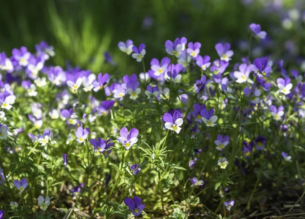 Trei Frati Patati (Viola): beneficii, proprietati, utilizari