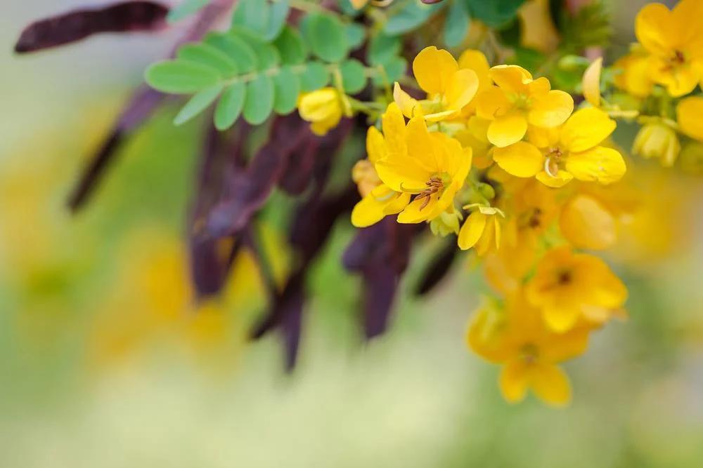 Senna (Cassia angustifolia): beneficii, proprietati, utilizari