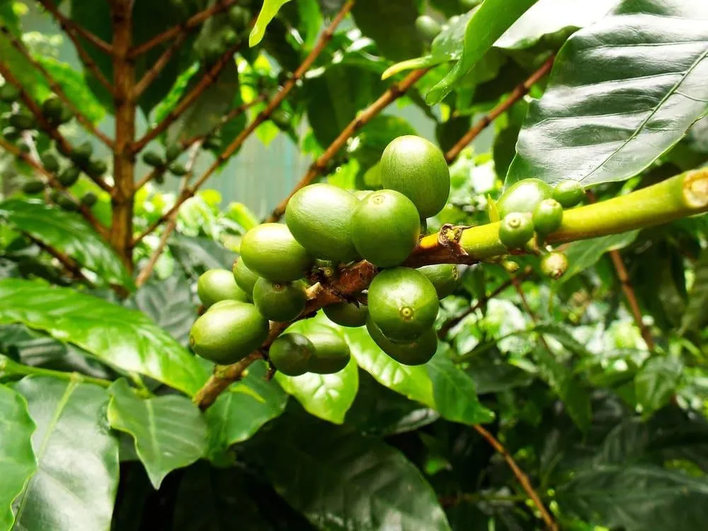 Cafea verde: beneficii, proprietati, contraindicatii