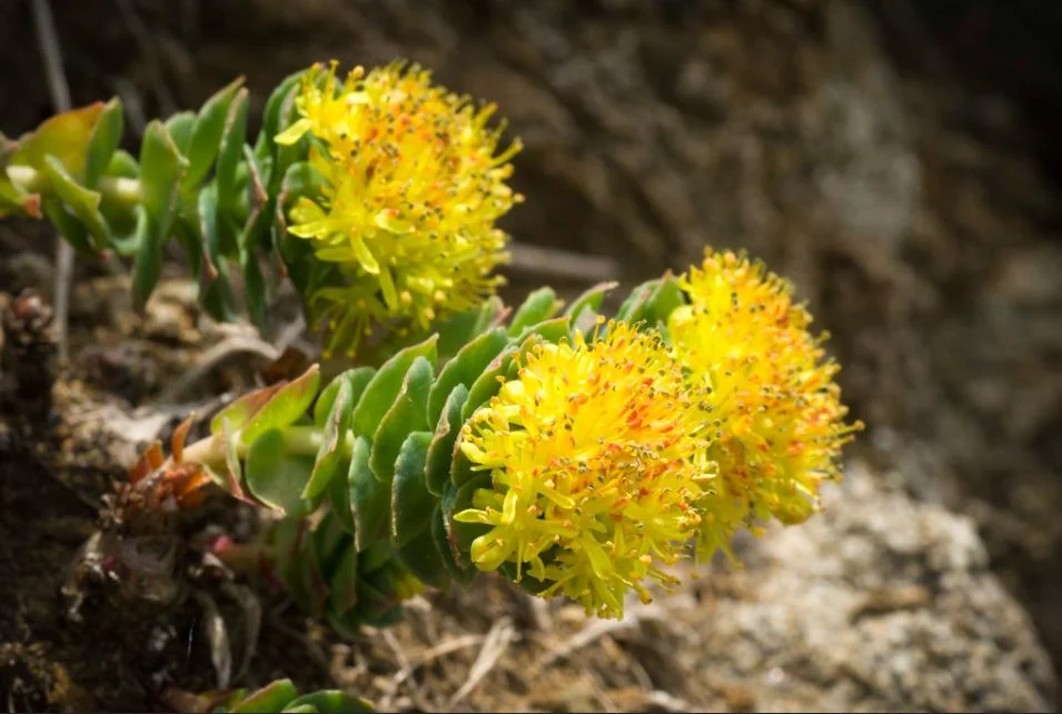 Rhodiola: beneficii, proprietati, utilizari
