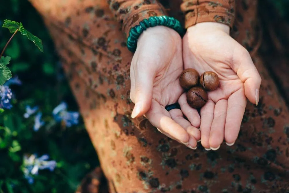 Nucile de macadamia: Beneficii si utilizari in cosmetica