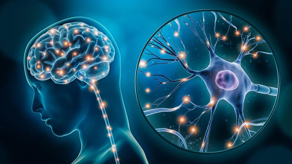 Neuron: functii, rol, afectiuni asociate