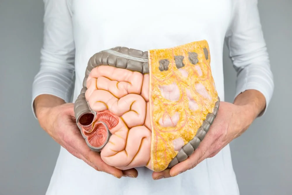 Intestinul subtire: functii, rol, afectiuni asociate