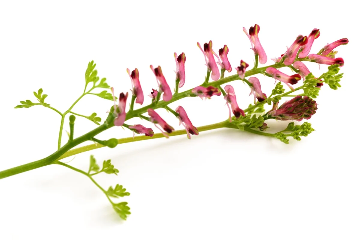Fumaria officinalis