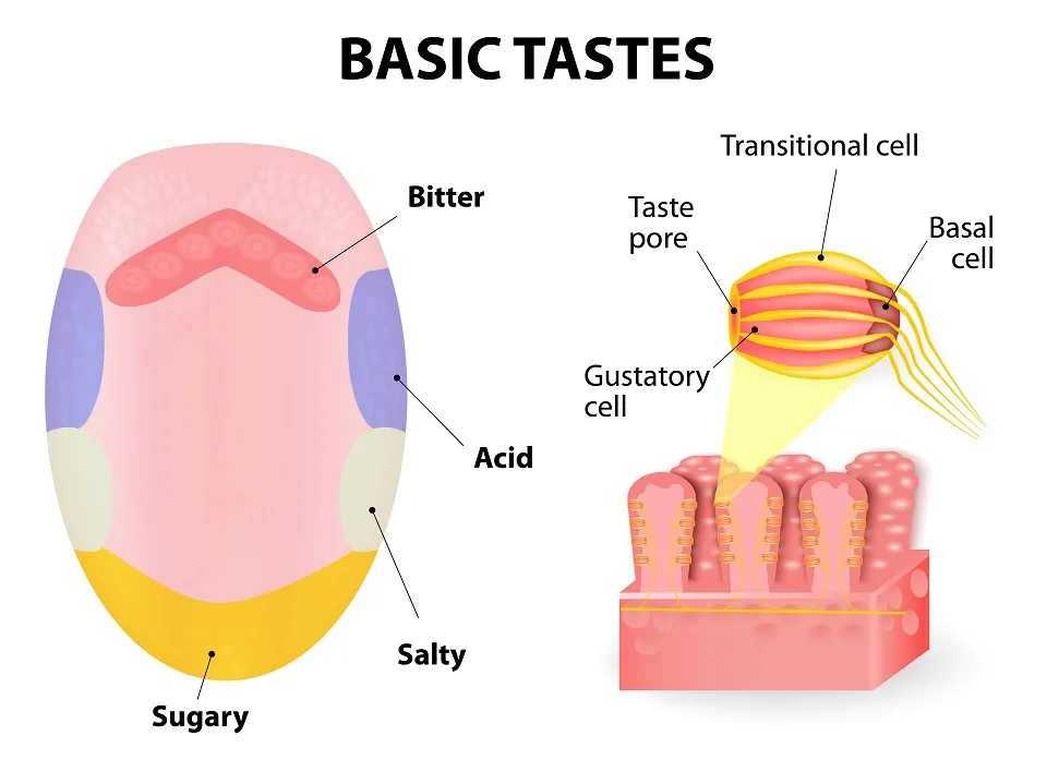 Basic Tastes