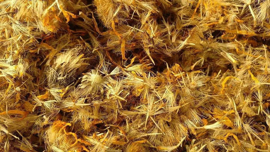 Arnica - beneficii