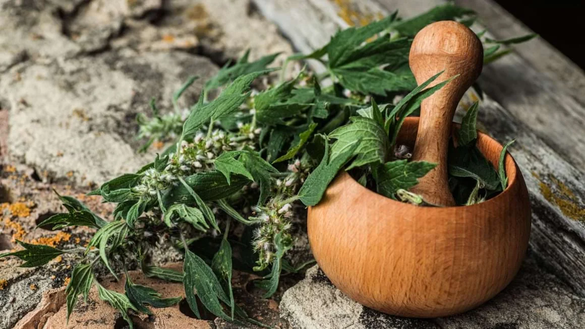 Talpa gastei - beneficii, proprietati, contraindicatii 