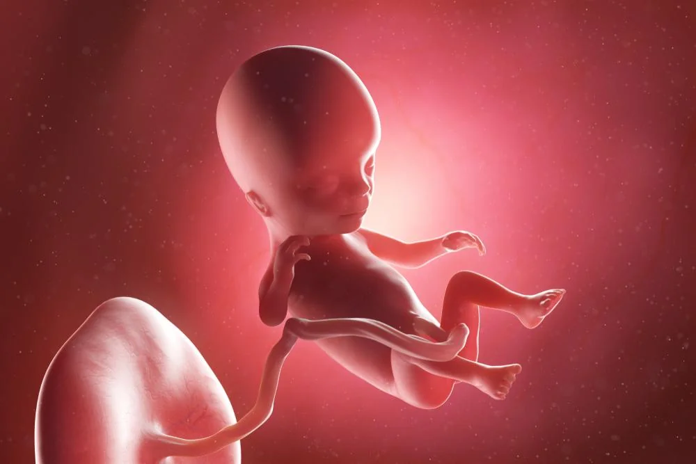 Saptamana 14 de sarcina: evolutie si sfaturi utile