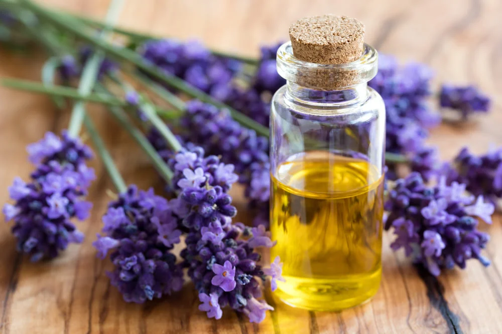 Lavanda Lavanda