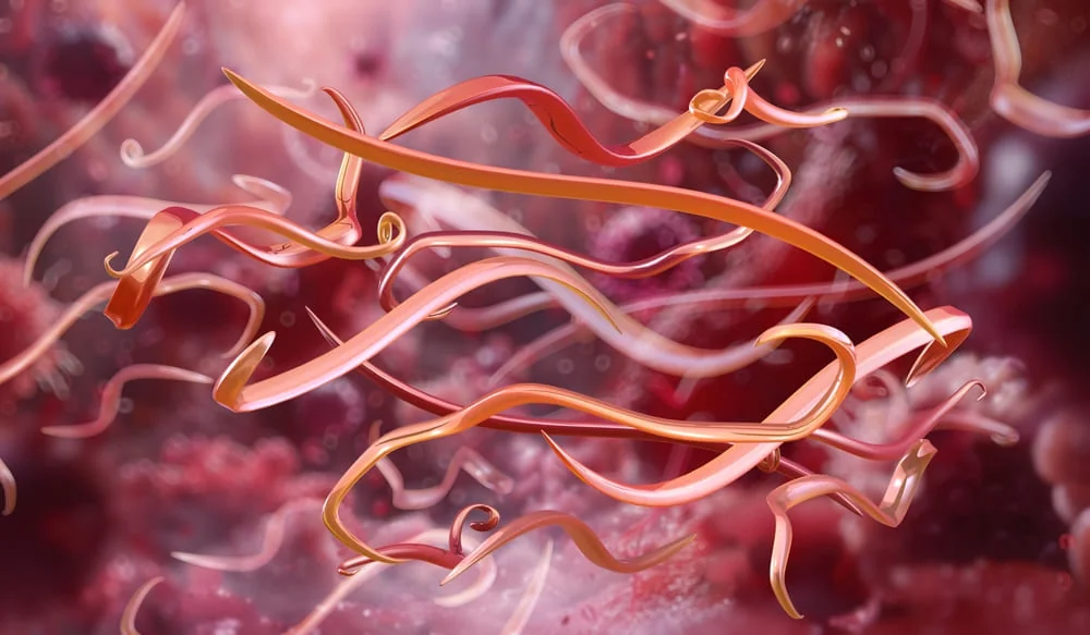 Suplimente pentru paraziti intestinali: cand sunt recomandate si ce ingrediente se folosesc frecvent