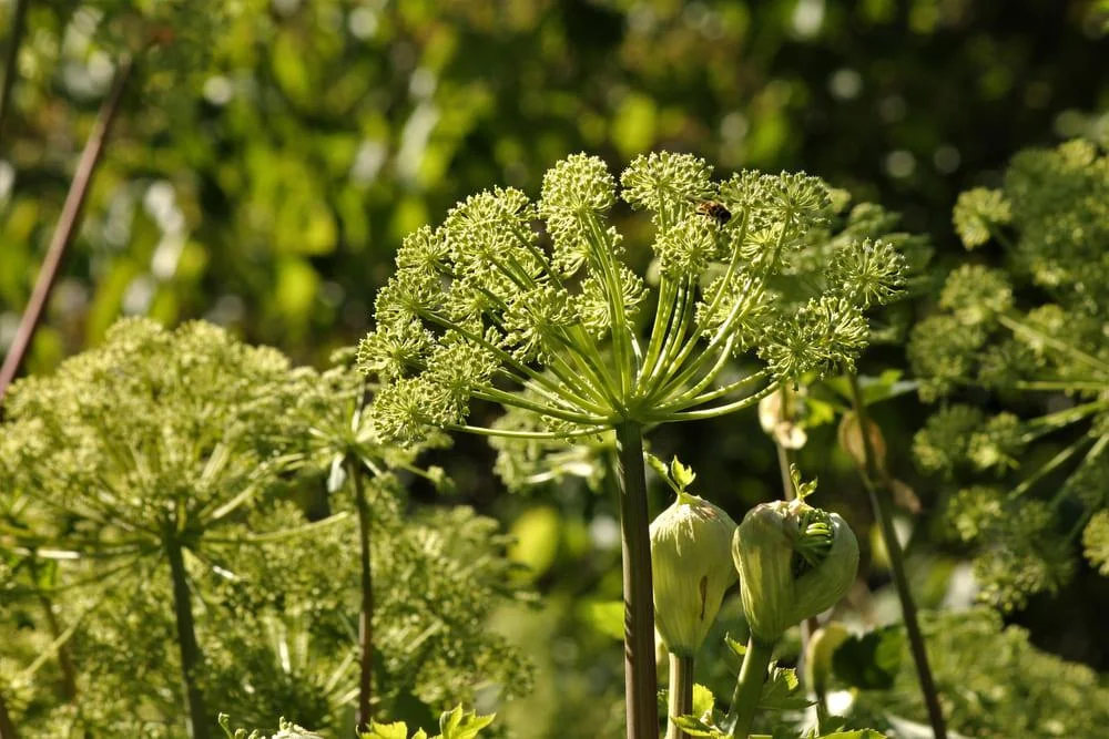 Angelica: beneficii, proprietati, utilizari