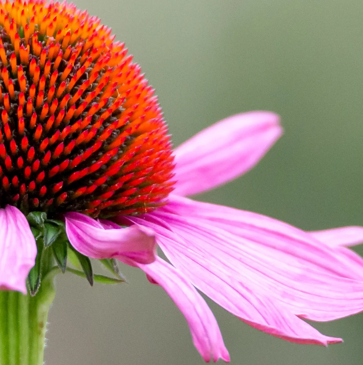 Suplimente cu Echinacea