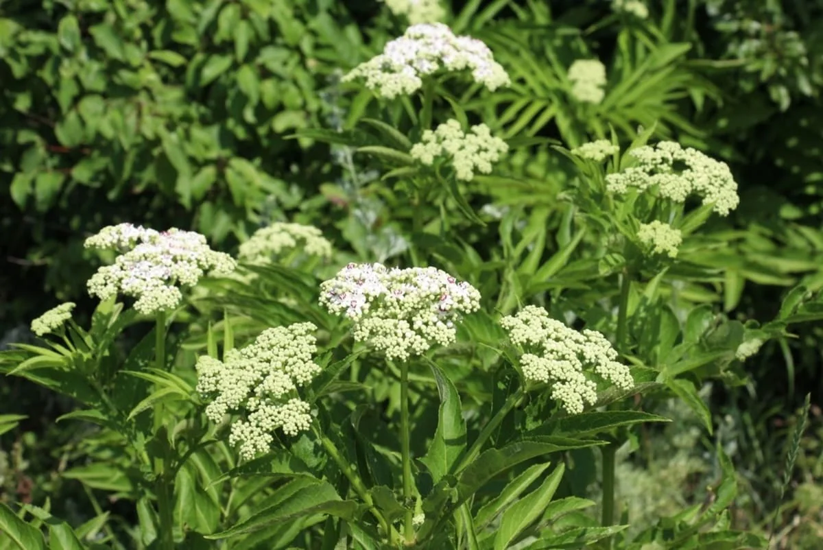 Florile de boz: proprietati, beneficii si recomandari de utilizare