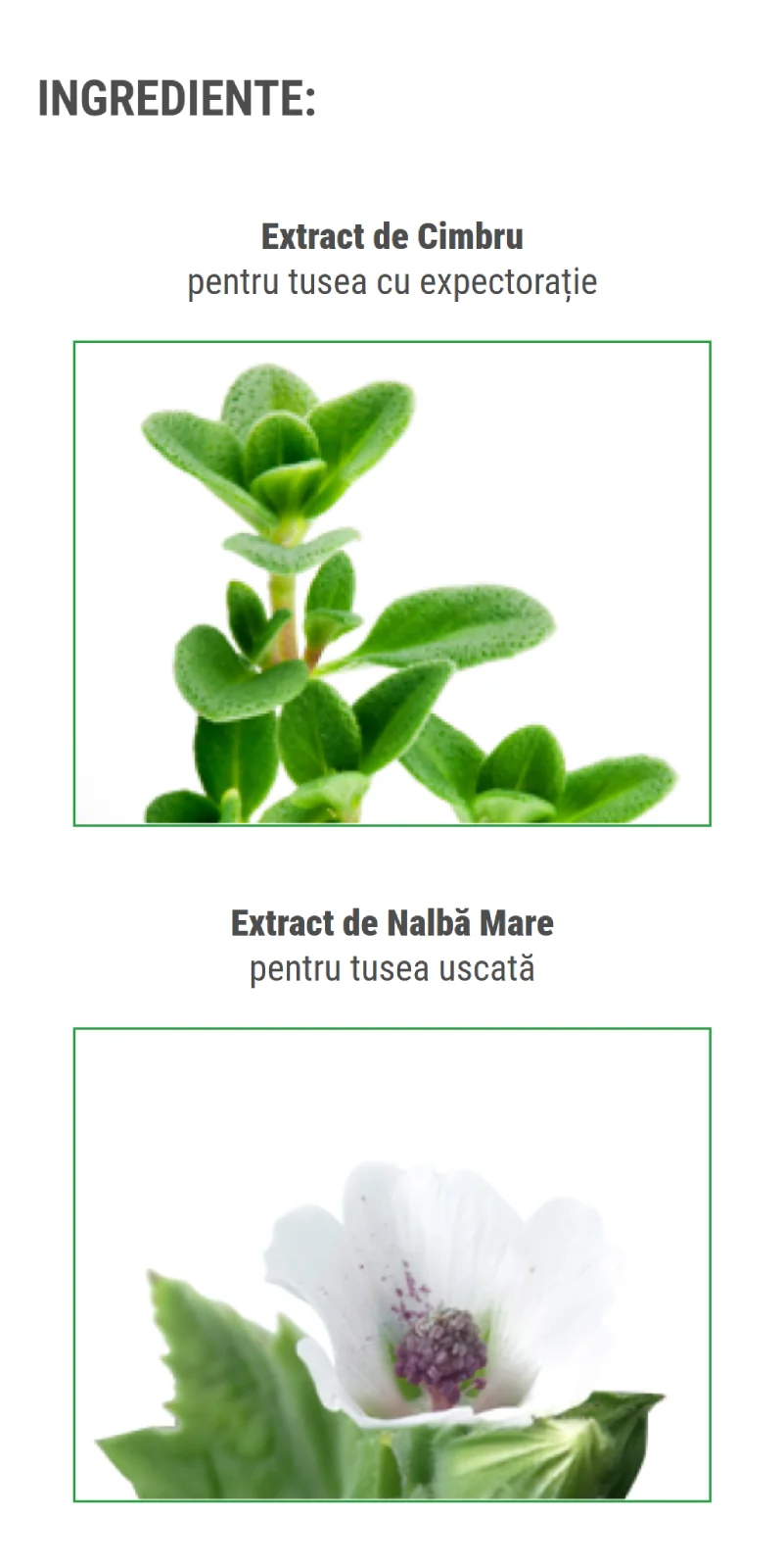 Ingrediente - extract de cimbru si extract de nalba mare Ingrediente - extract de cimbru si extract de nalba mare