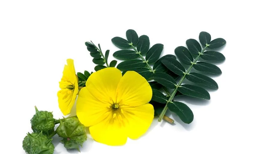 Tribulus terrestris: beneficii, proprietati, utilizari