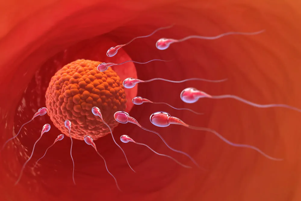 Spermatozoizii post-ejaculare