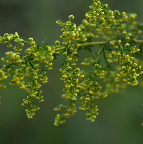 Pelin inflorit, ingredient de origine vegetala