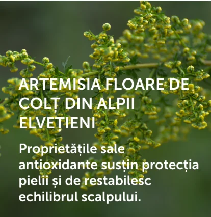 Floare de colt Floare de colt