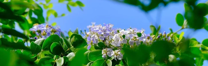 Guaiac: proprietati, beneficii pentru sanatate si recomandari de utilizare