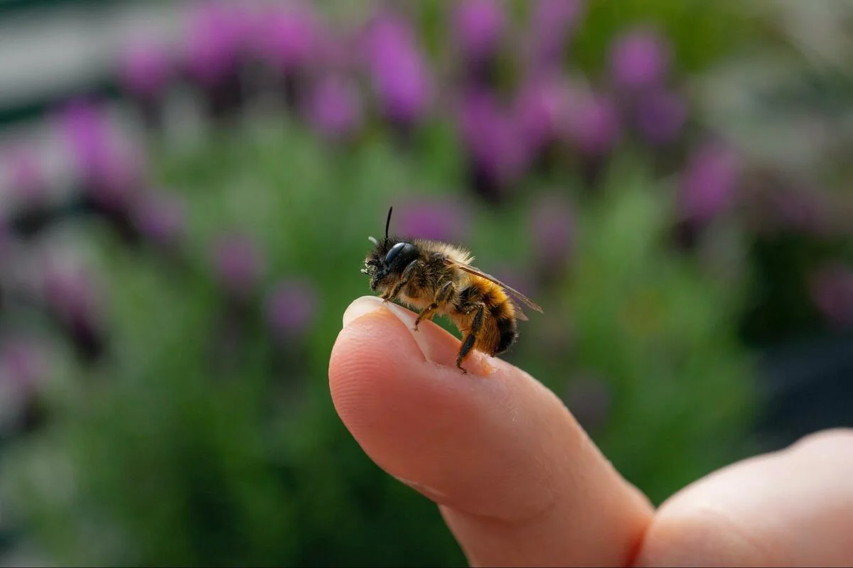 Intepaturi de insecte: Tipuri, tratament, prevenire